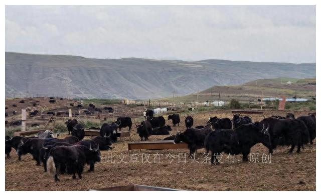 揭秘风干牦牛肉,牦牛肉曝光