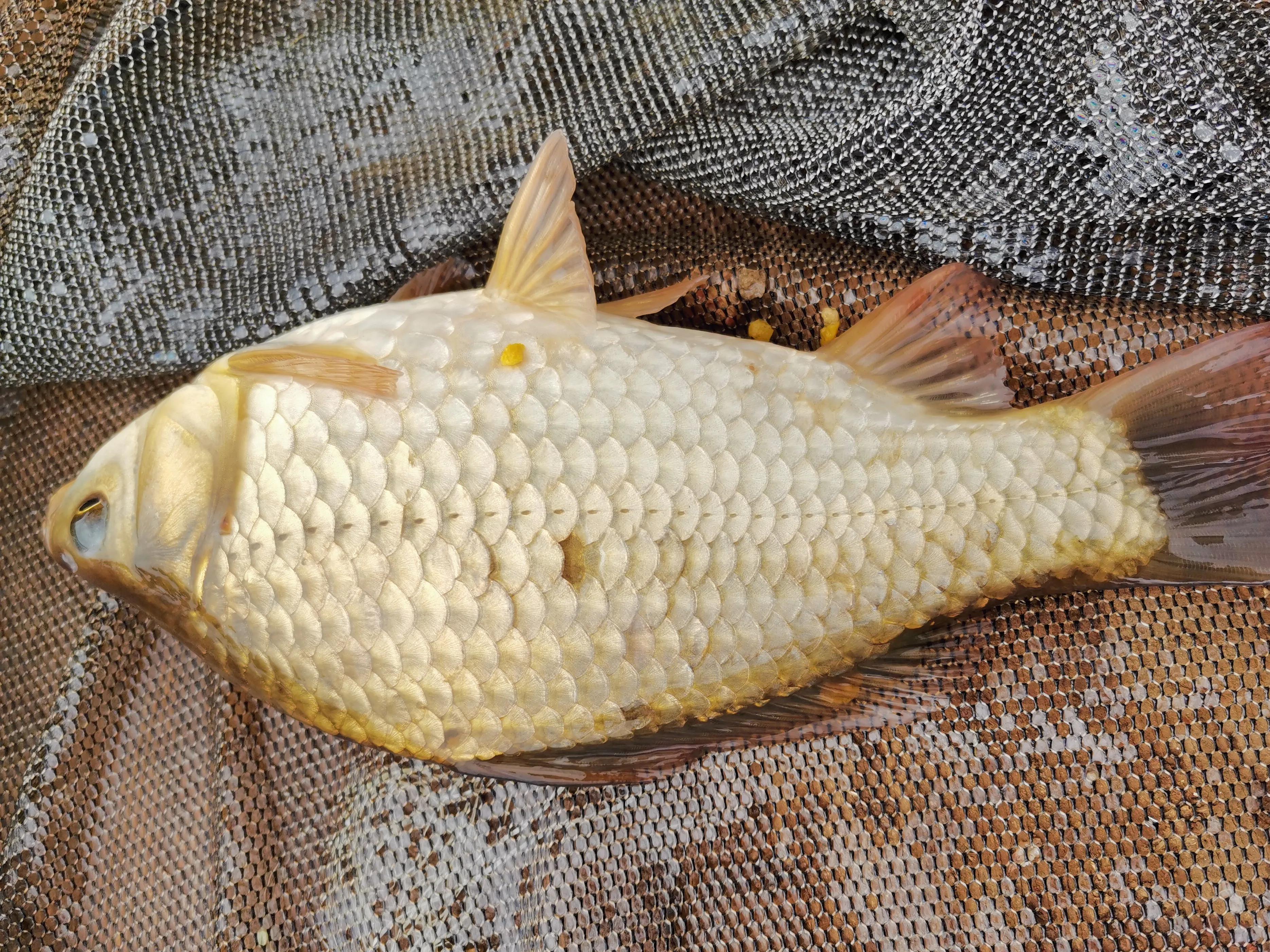 天目湖库钓大赛,昆明呈贡杨官庄水库