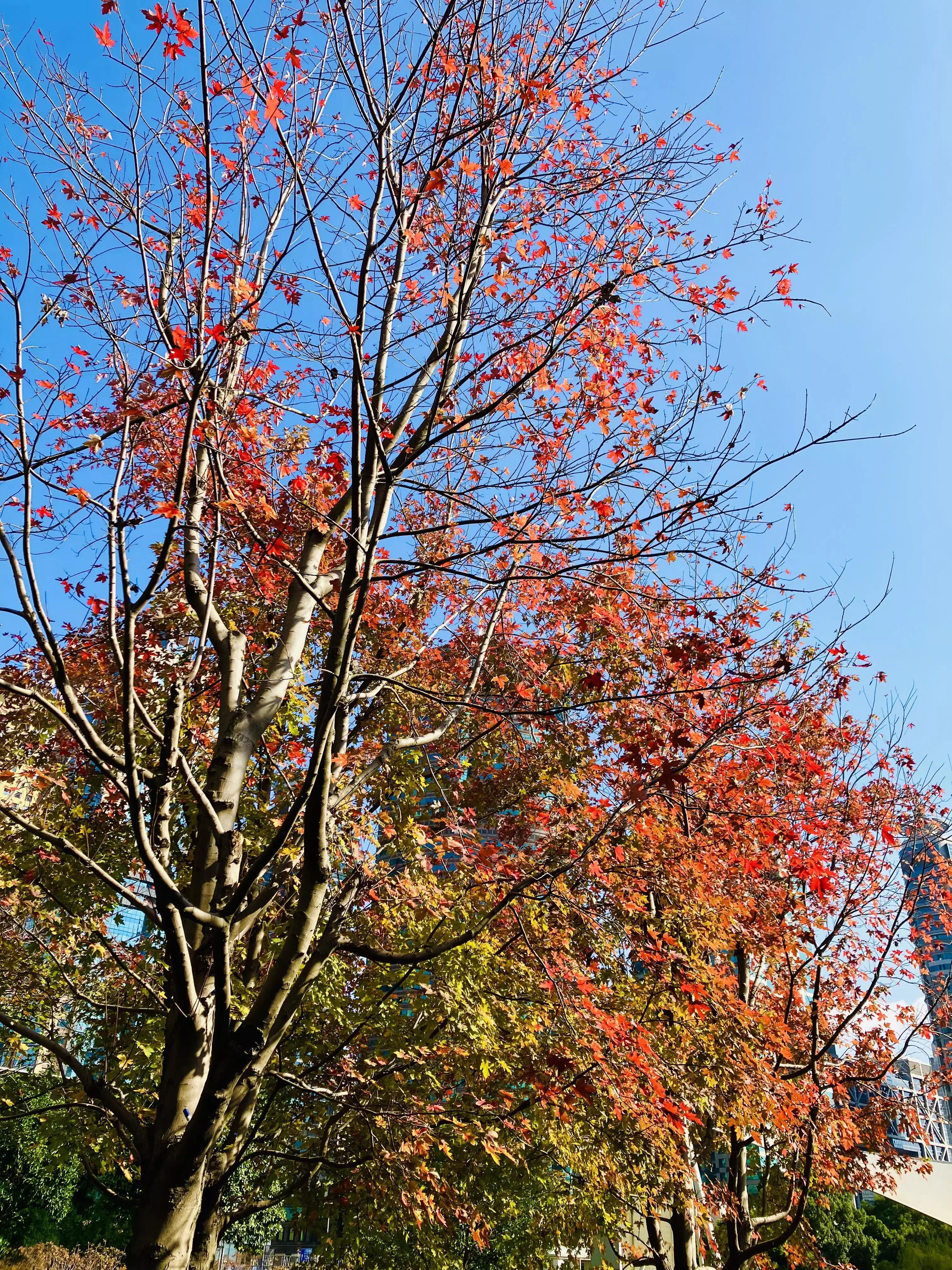 认识各种花的花名,认识各种花的名称