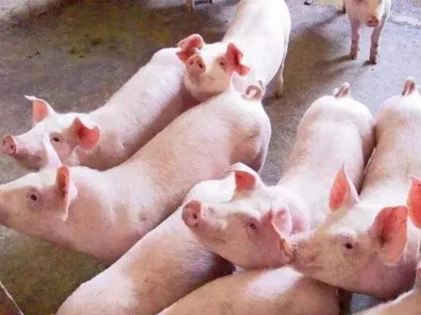 断奶仔猪拉稀怎么治最有效,仔猪断奶预防拉稀的好方法