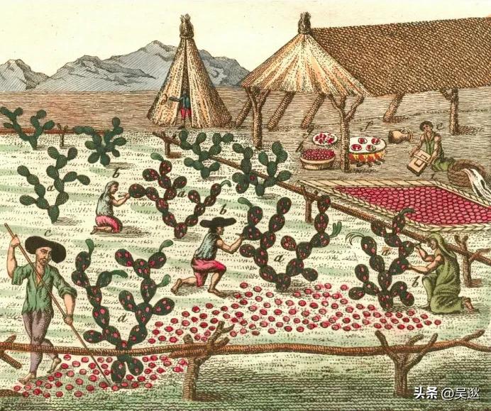 女生的口红竟然是虫子做的,美女口红里有虫子