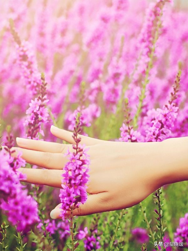 双鱼座想要的是偏爱而非泛泛之爱,双鱼座一般都喜欢什么样的礼物呢