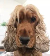 疫情下市场面临的困难,可乐在中国疫情时也是硬通货吗