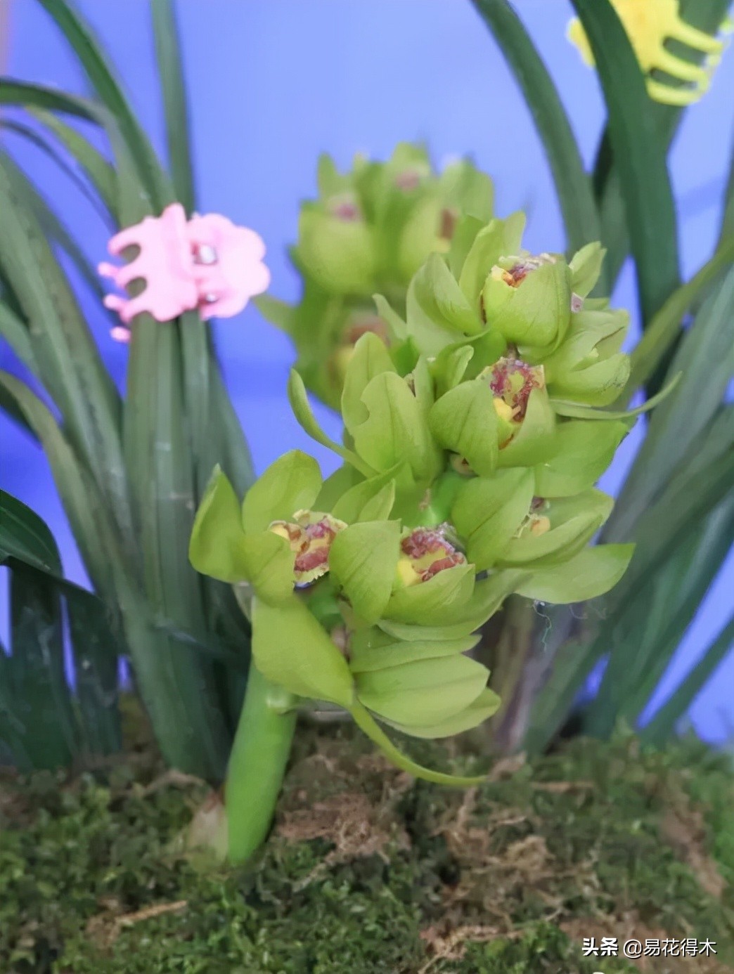 兰花上盆如何避免空根生长,兰花开始开花怎么养护好看