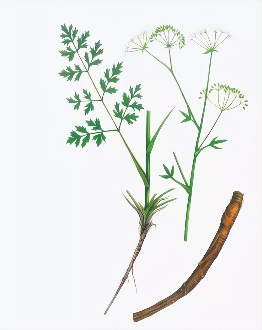 张仲景治高血压经典药方,张仲景治疗高血压的中药方剂