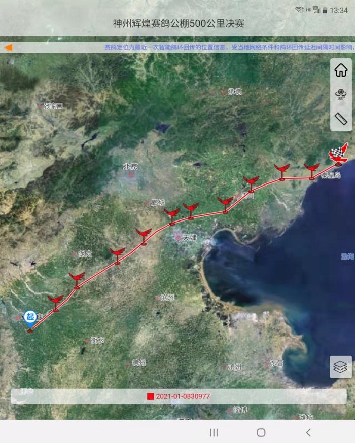 国际公棚鸽王赛奖杯,国际公棚赛