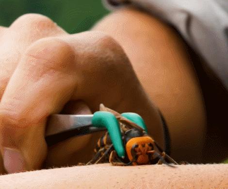 最厉害的杀人蜂,最有杀伤力的杀人蜂