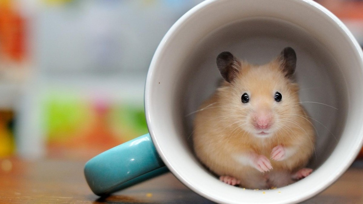 放假了仓鼠怎么安置,放假了仓鼠怎么办