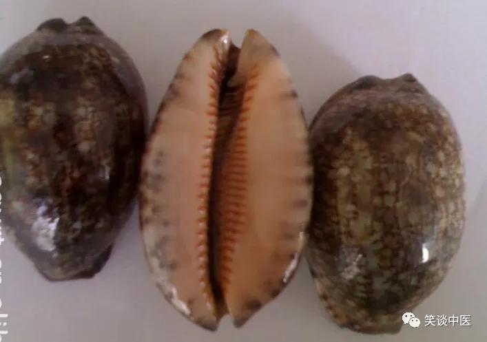 高血压要药：中药紫贝齿，曾比黄金值钱！缅怀杨大绮先生