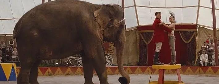 世界唯一被执行死刑的大象,被判死刑的大象