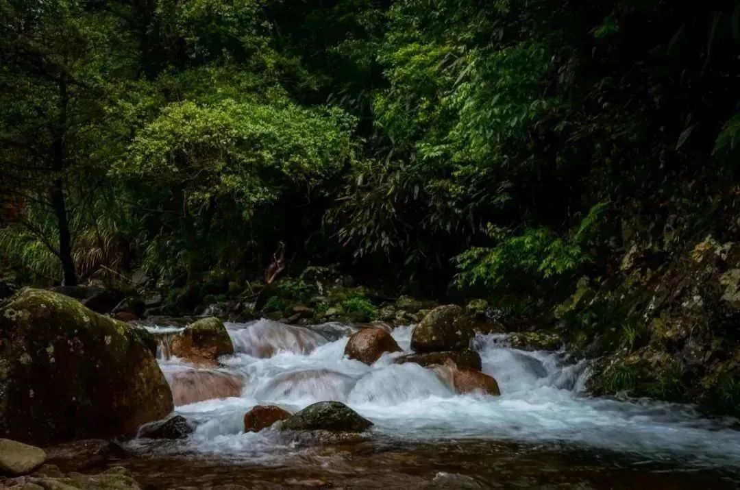 【上饶天下SHOW之广信区】中华蜜蜂谷:藏在五府山竹海密林中的蜜蜂“乐园”