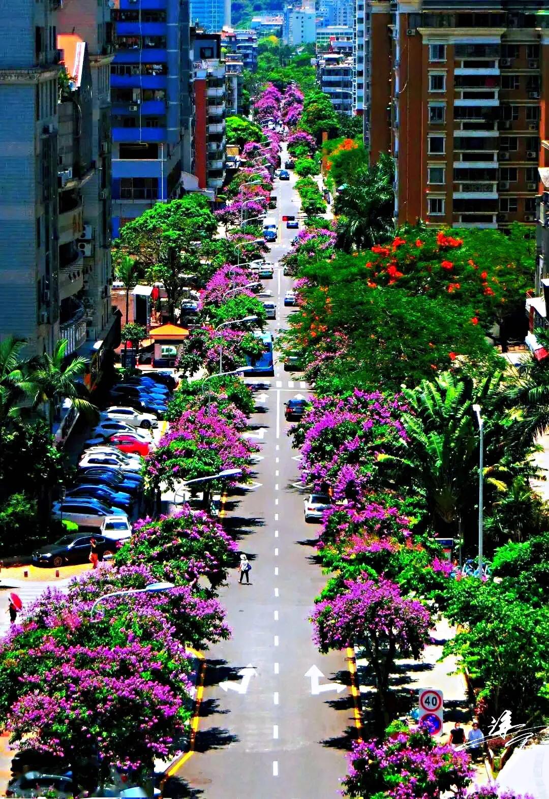 大花紫薇枝叶,紫薇大花的照片