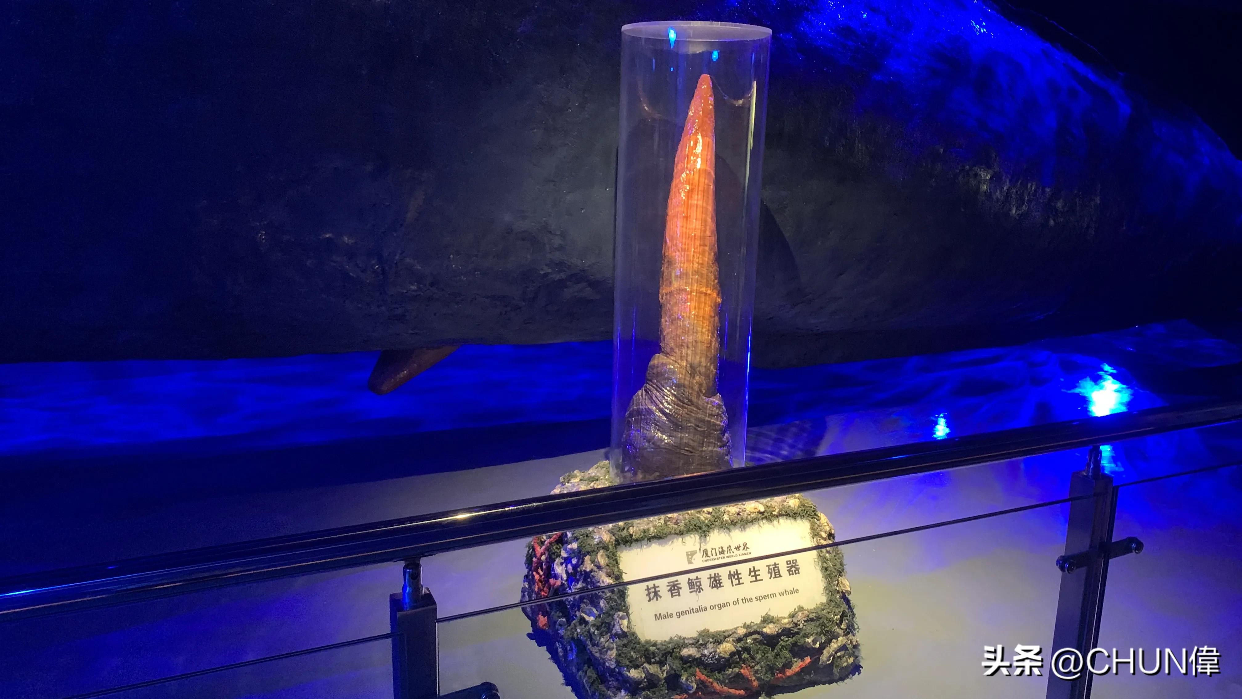 自由行厦门鼓浪屿四天怎么安排,鼓浪屿一日游五一