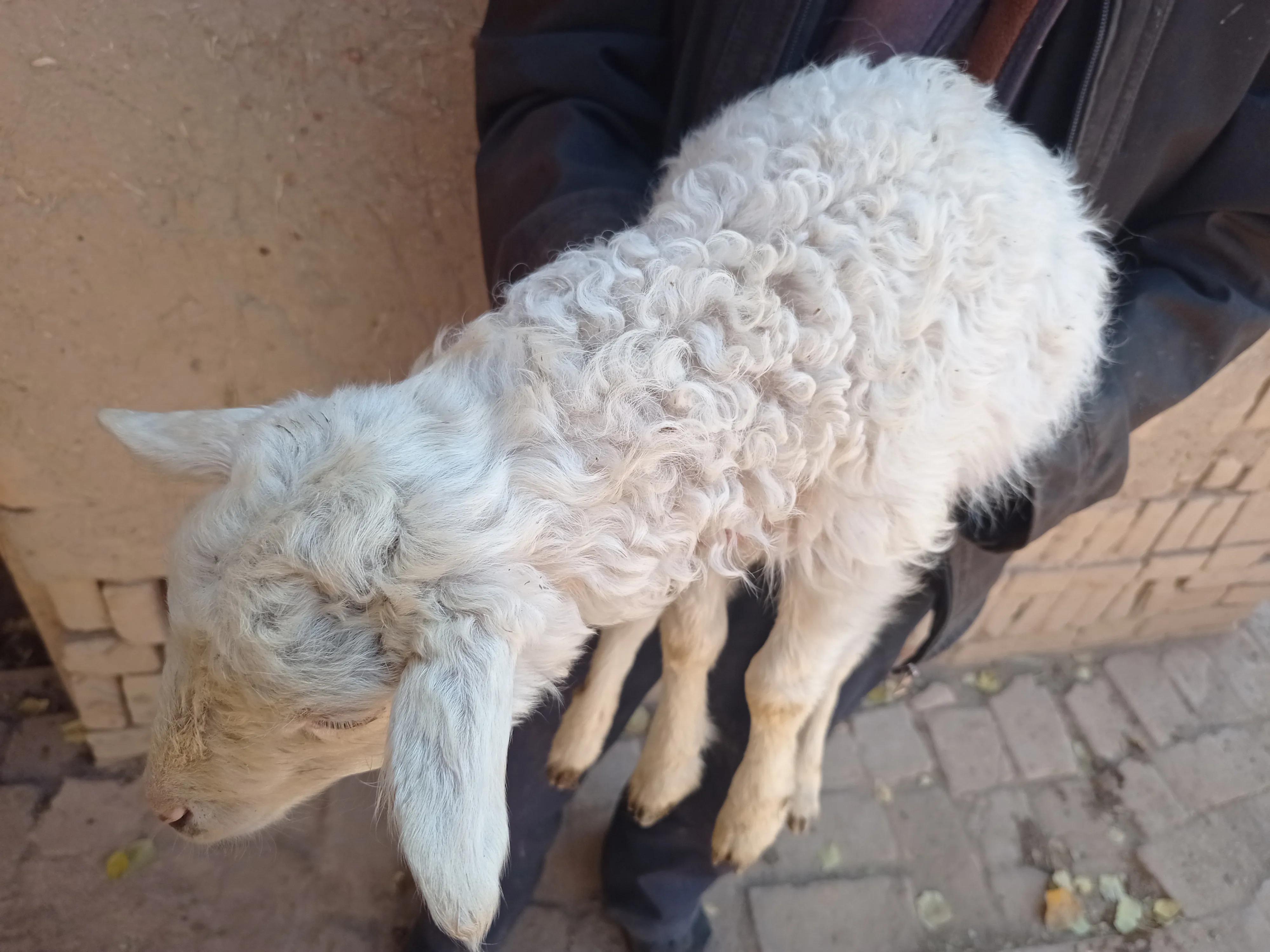 2022年养羊可以入行吗,养羊的行情与前景