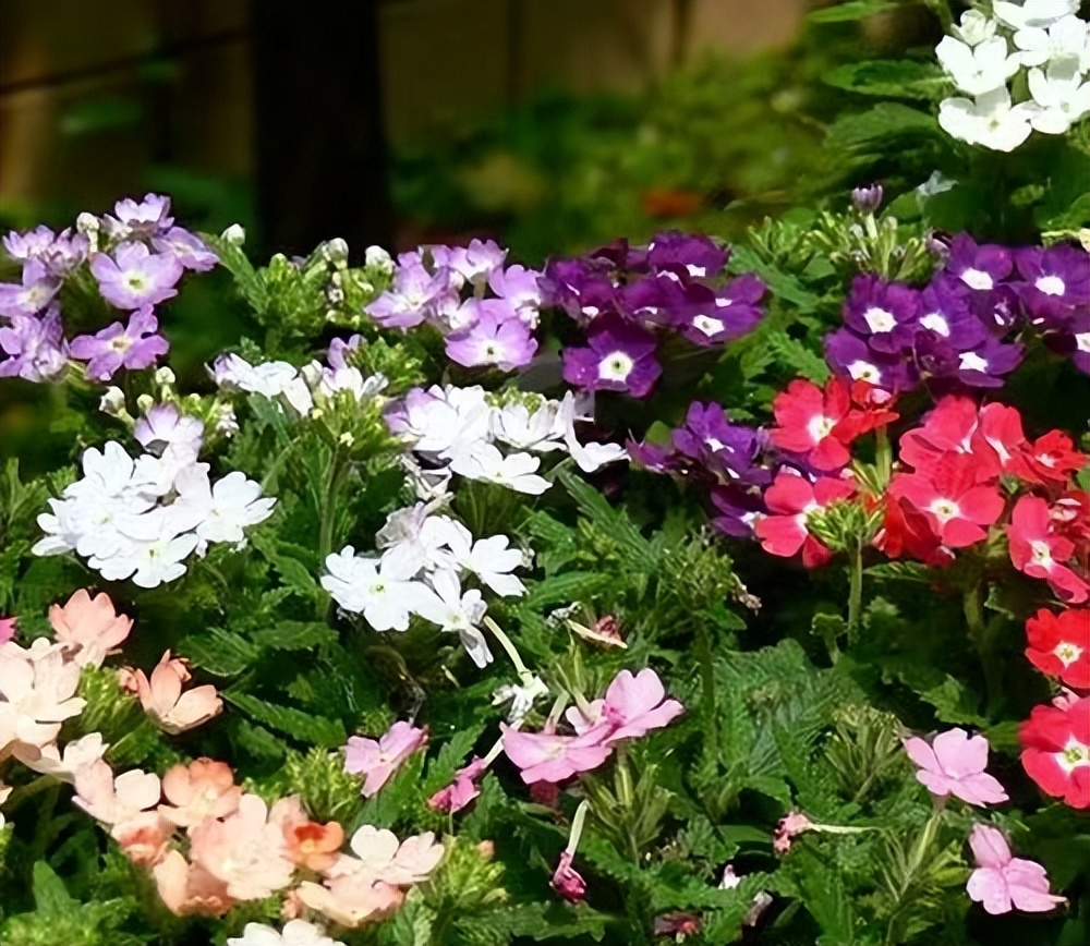 常觅春归不知处花田此地得逢君：栖云田园小镇·花间集