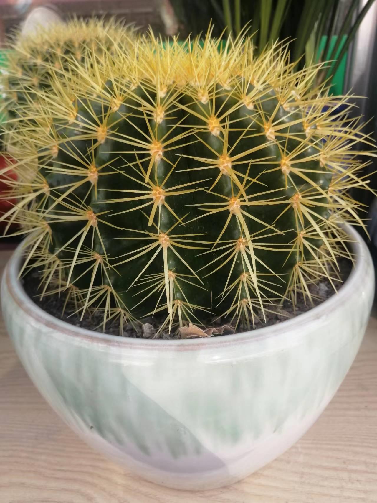 种花浇水20天盆没干能浇水吗,室内种花浇水不漏水