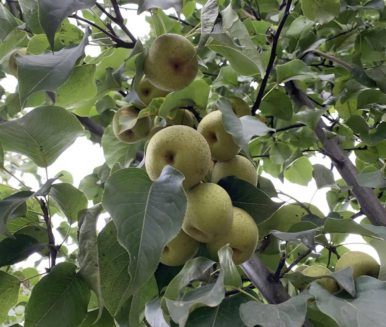 家中不能种的5种树,门前十种阴树不能种