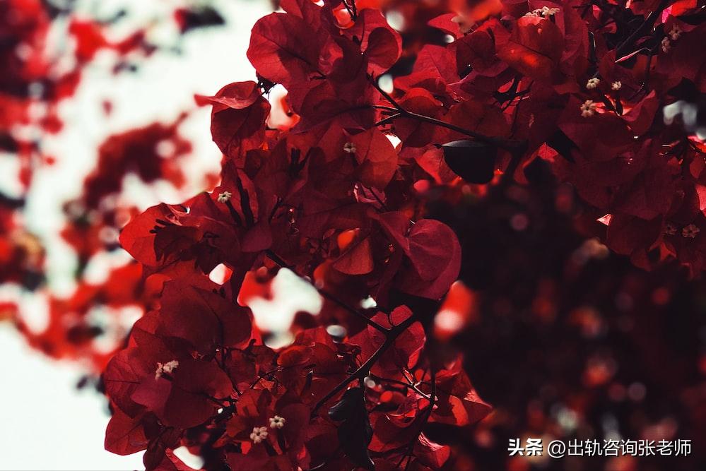 婚姻出轨:有“兔子性格”的人,往往会任人欺辱!