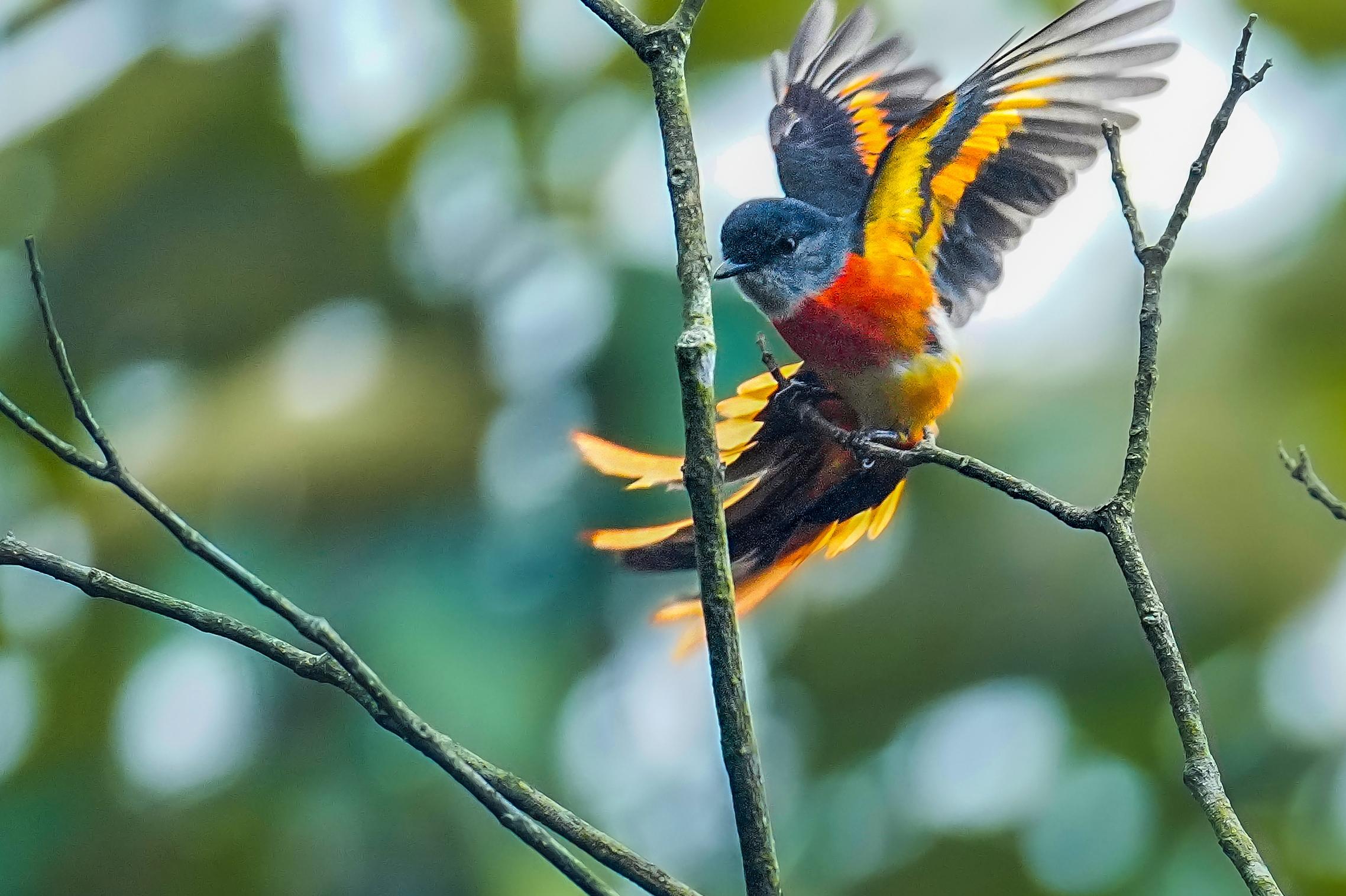 海南观鸟随记5霸王岭儋州湾勺嘴鹬领角鸮仓鸮