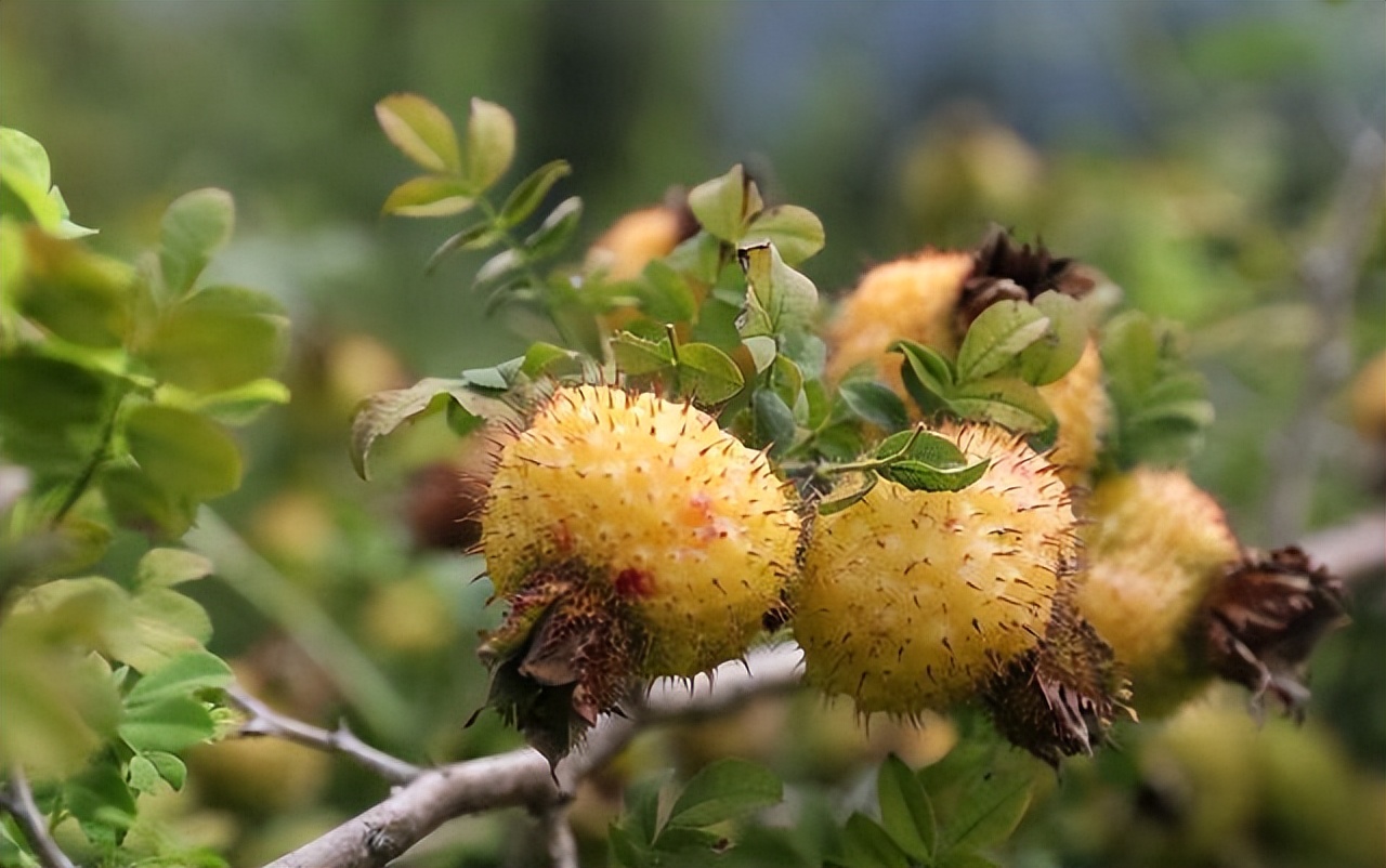 激活雌激素的“冠军”公布？大豆靠边站，女人常吃，彰显个人魅力