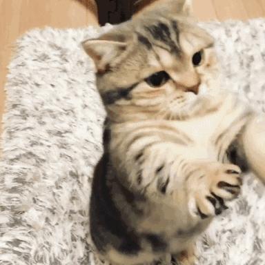 田园猫哪种猫比较好养活,什么猫适合新手养中华田园猫