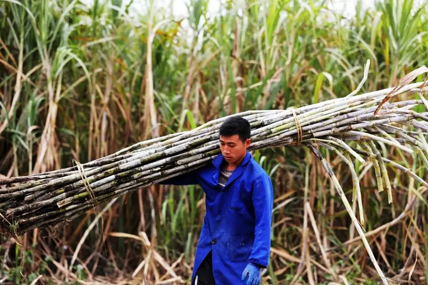 广西农民种植甘蔗一亩利润,广西种植甘蔗前景如何