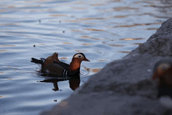 拍鸟买什么相机，不是广告是忠告（九）王者对决篇