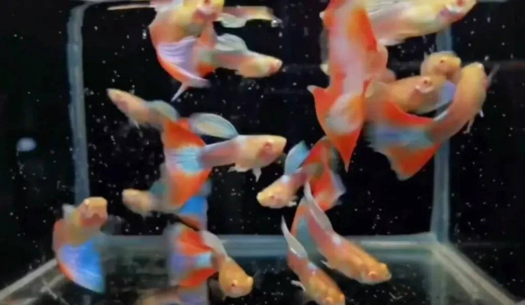 有一种鱼叫孔雀鱼,与孔雀鱼相似的鱼