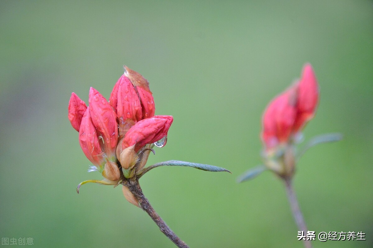急则治其标缓则治其本出处,急则治其表缓则治其本