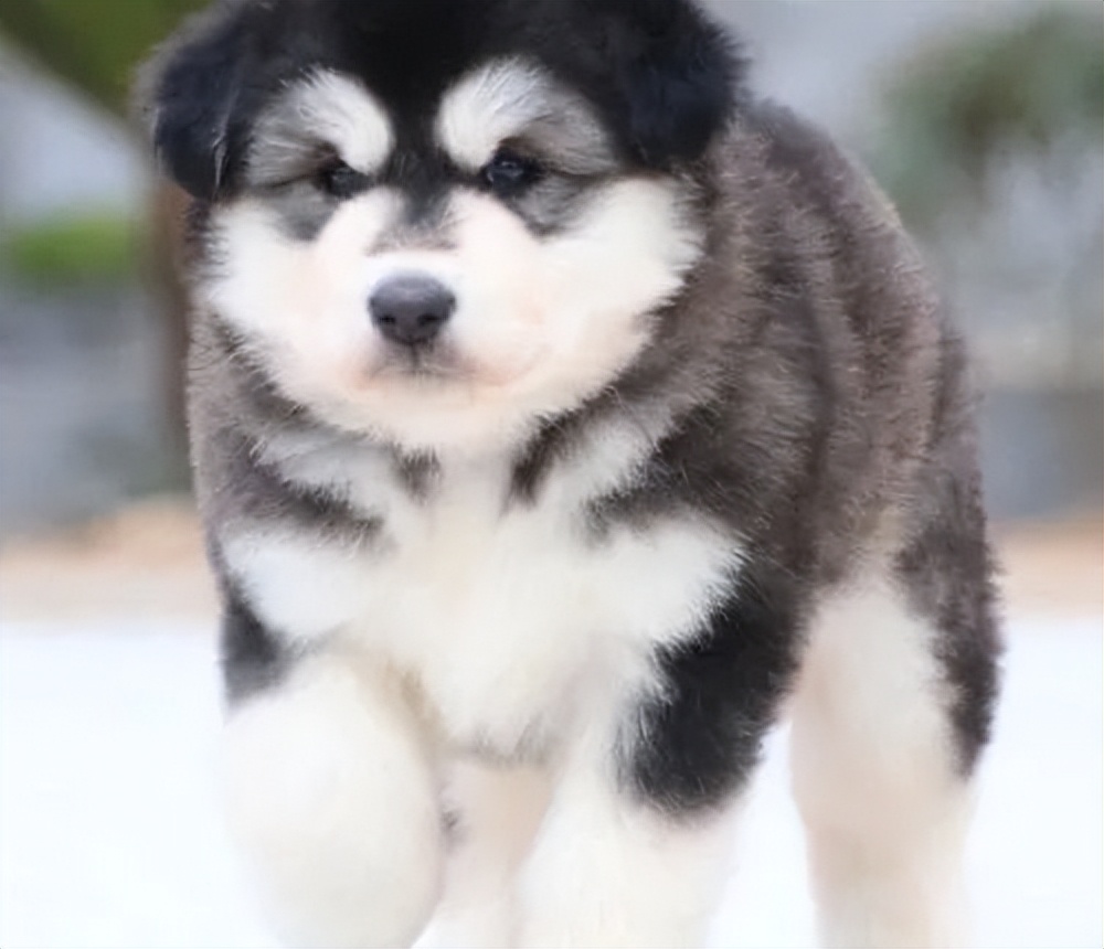 能当宠物的狼犬狗狗有哪些,可以当宠物养的狼犬品种