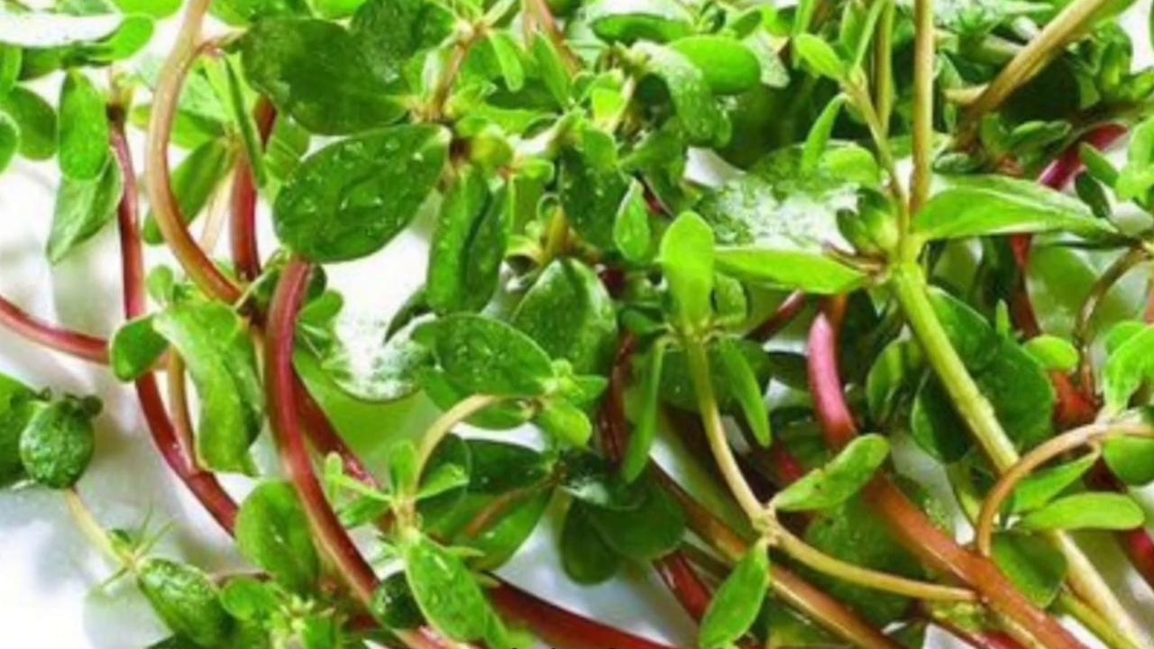 马齿苋泡澡的功效,野菜马齿苋的功效