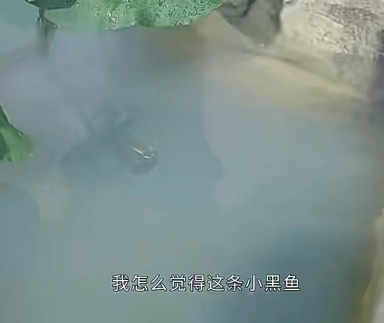 沉香如屑颜淡和余墨凡间幸福生活,沉香如屑应渊君与颜淡大结局