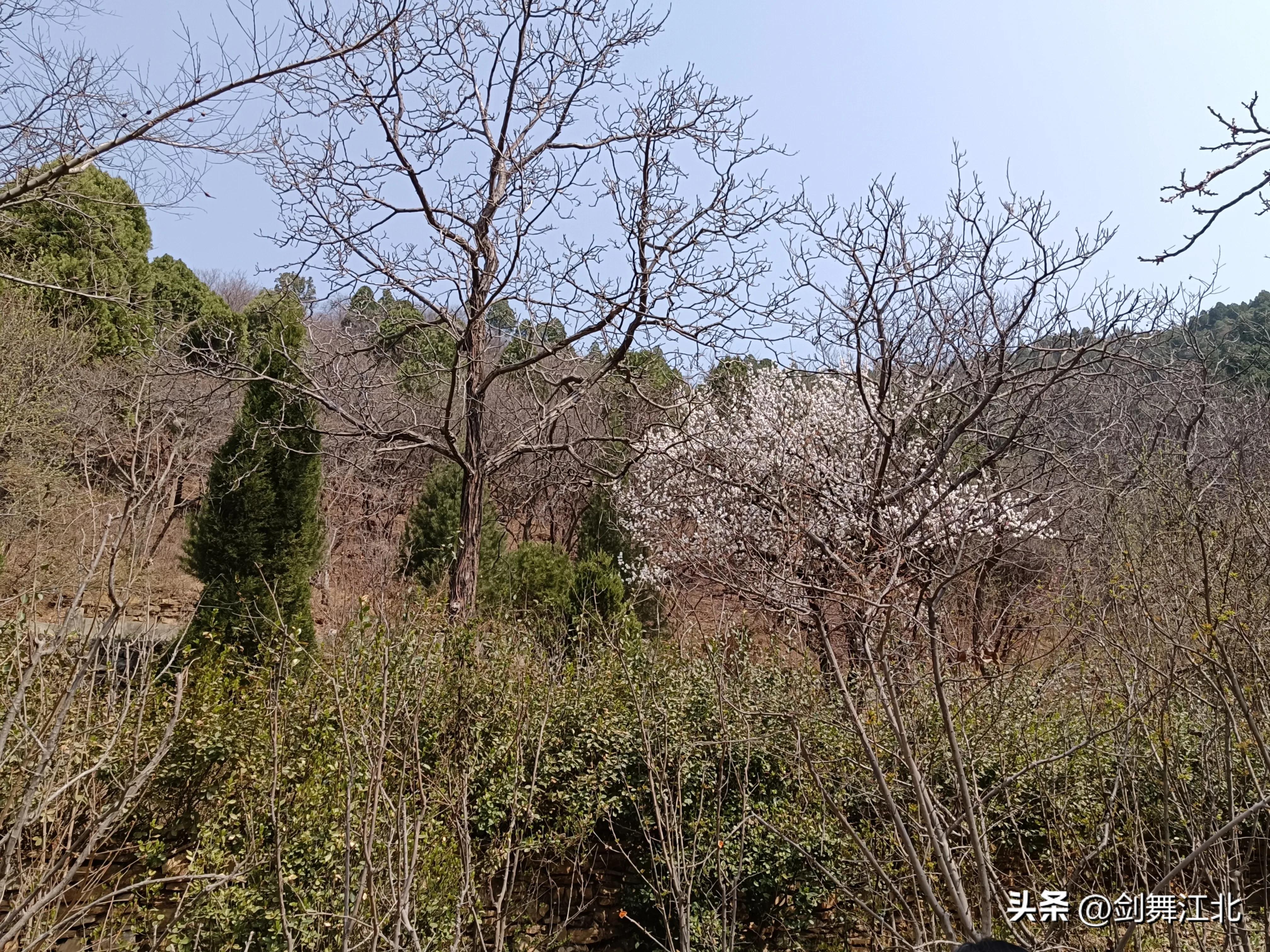 济南红叶谷春游,济南红叶谷赏花时间