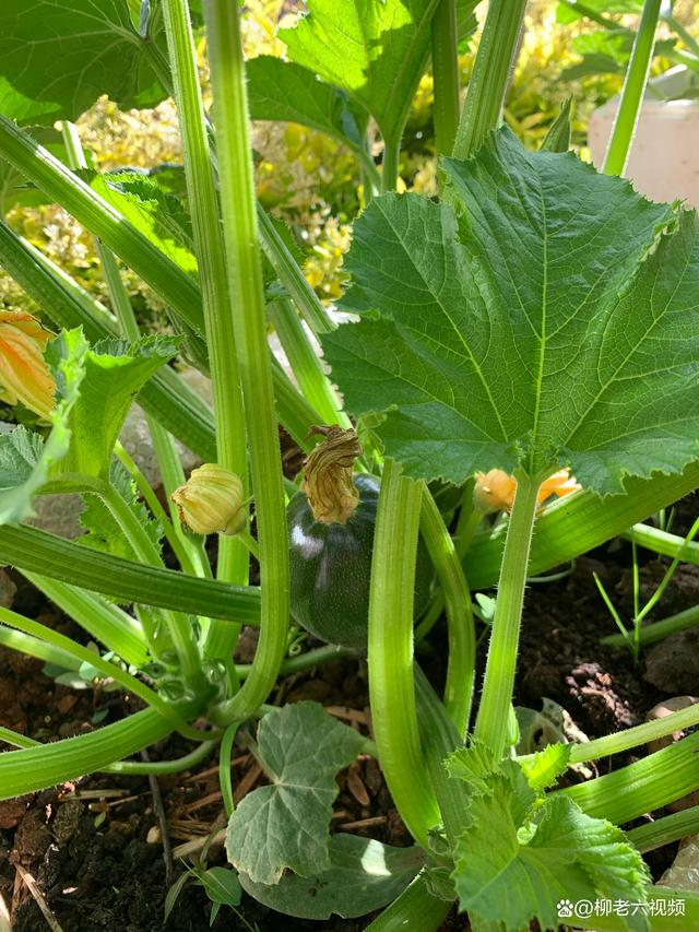 家中好养活的绿色植物,绿色植物给人带来生机勃勃