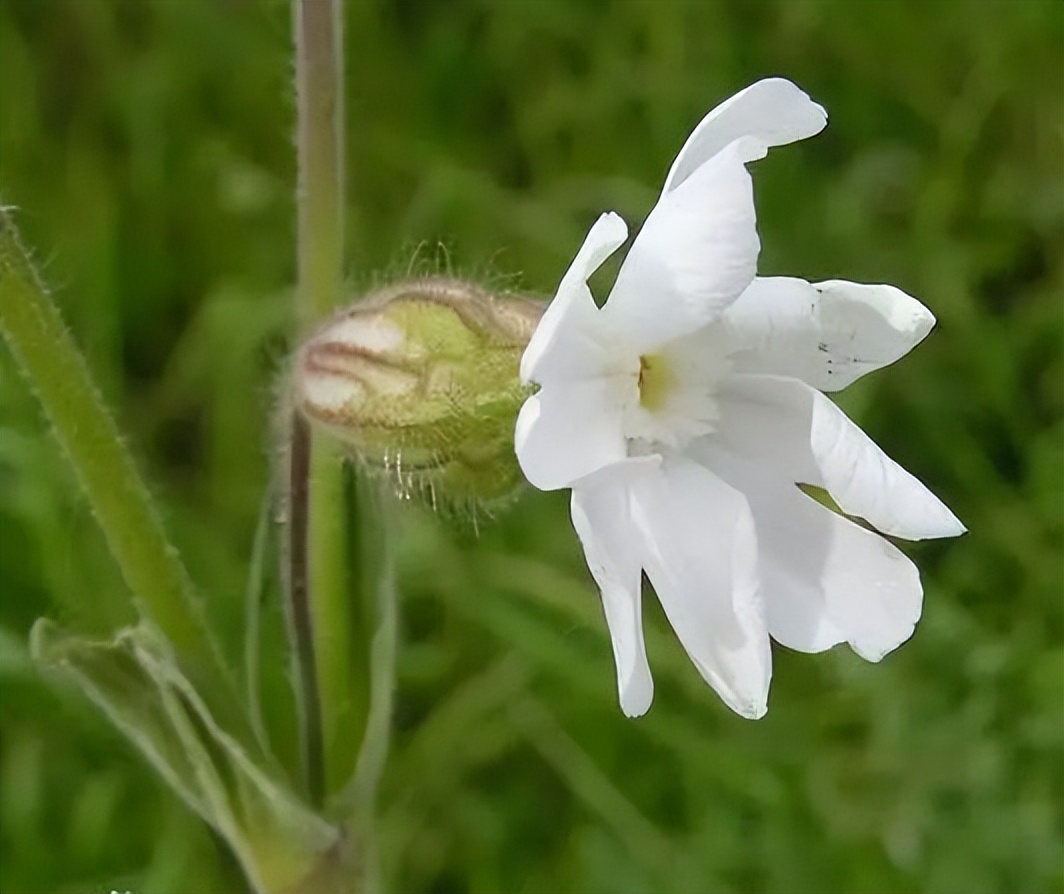 植物识别小口诀，总结的太全了！
