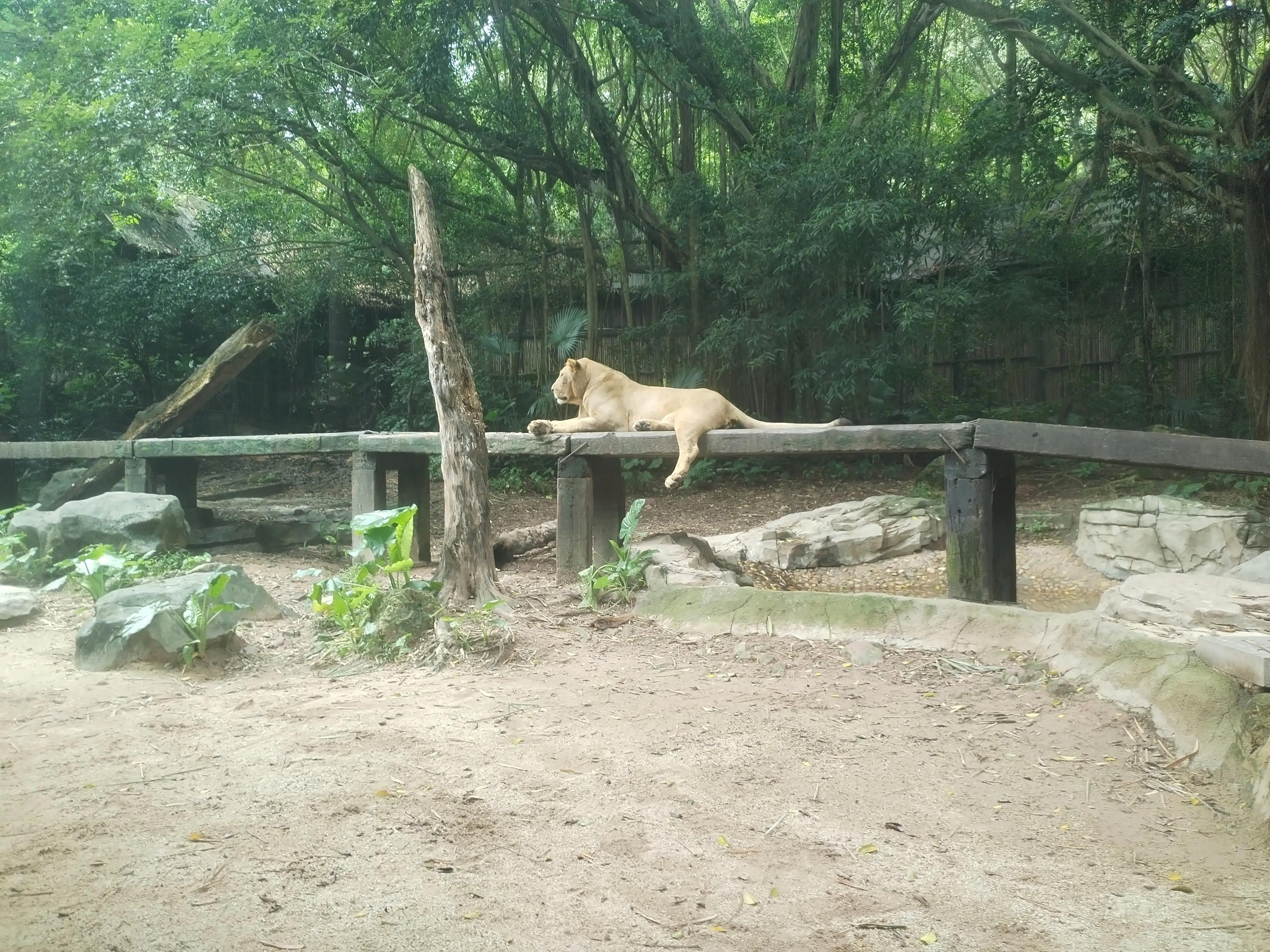 广州长隆野生动物世界景点图片,游广州长隆野生动物世界游记
