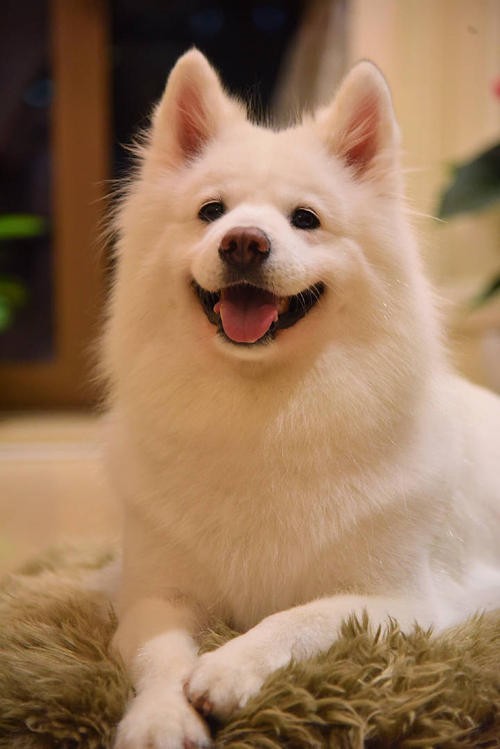 萨摩耶不听话怎么训练,如何训练萨摩耶不要乱咬东西