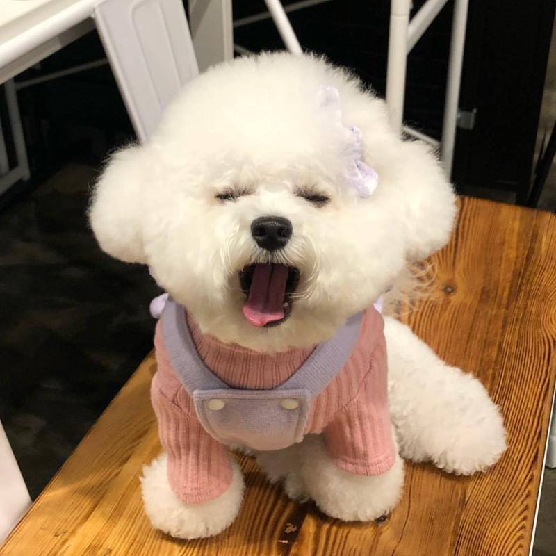 养比熊犬的缺点和优点,适合养比熊犬的人都具备这些特征