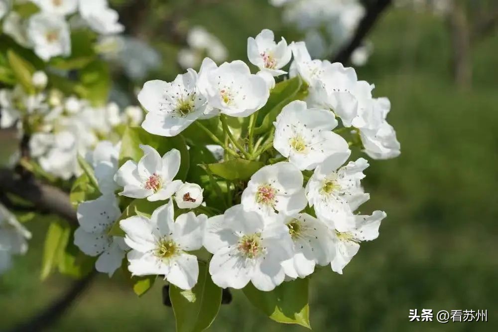 苏州赏花的地方,苏州三月中旬赏花去处