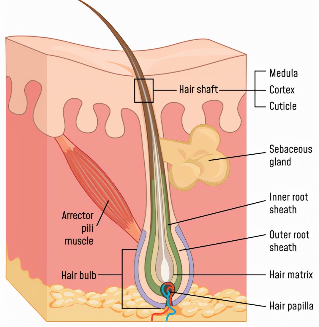 头发和身体的毛生长周期有不同吗,为什么人的体毛只有头发可以生长