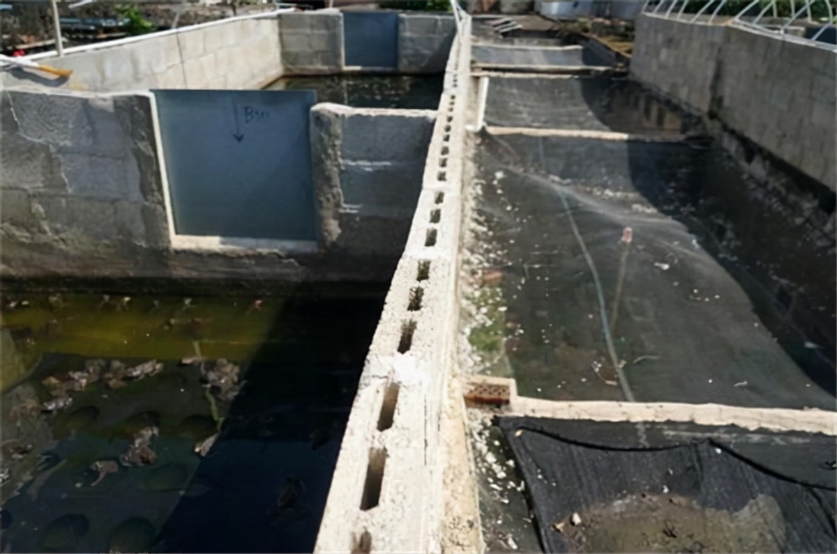 广西养蛇人视频,养蛇人最怕的毒蛇