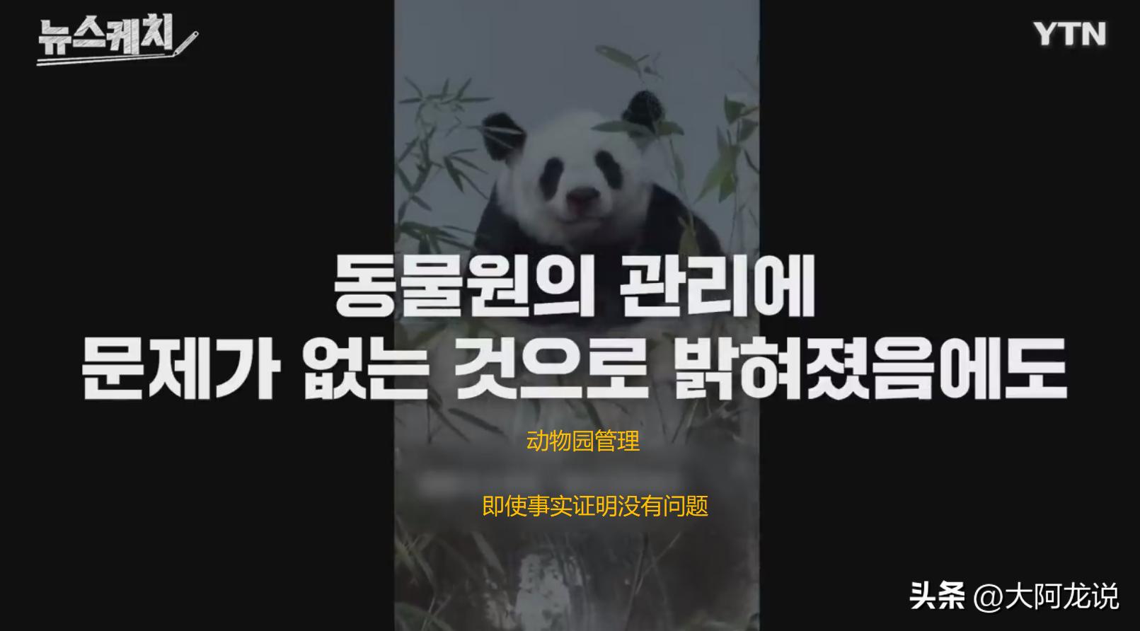 旅泰大熊猫真的死亡了吗,旅泰大熊猫死因公布