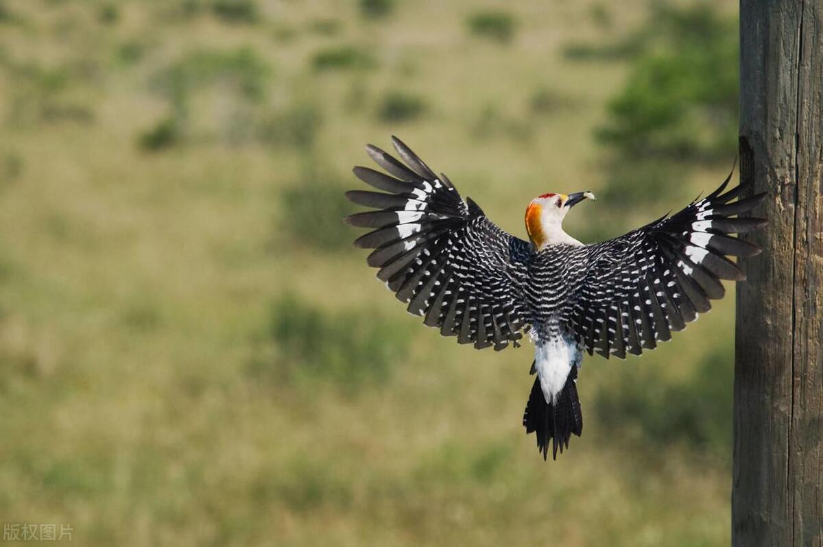 追焦用手动对焦还是自动对焦,对焦锁焦怎么操作