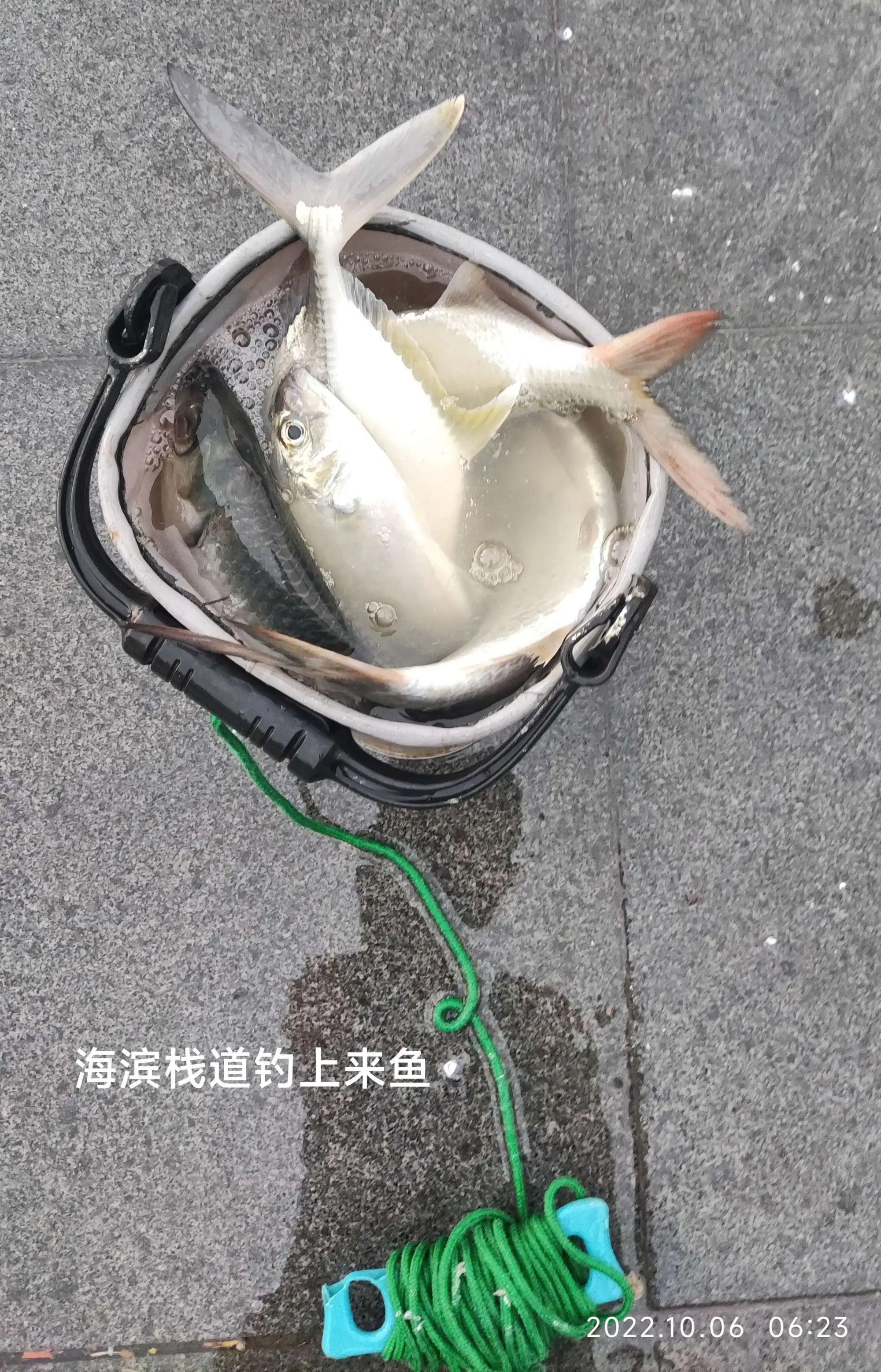 20种常见海鱼,十大常见野生海鱼