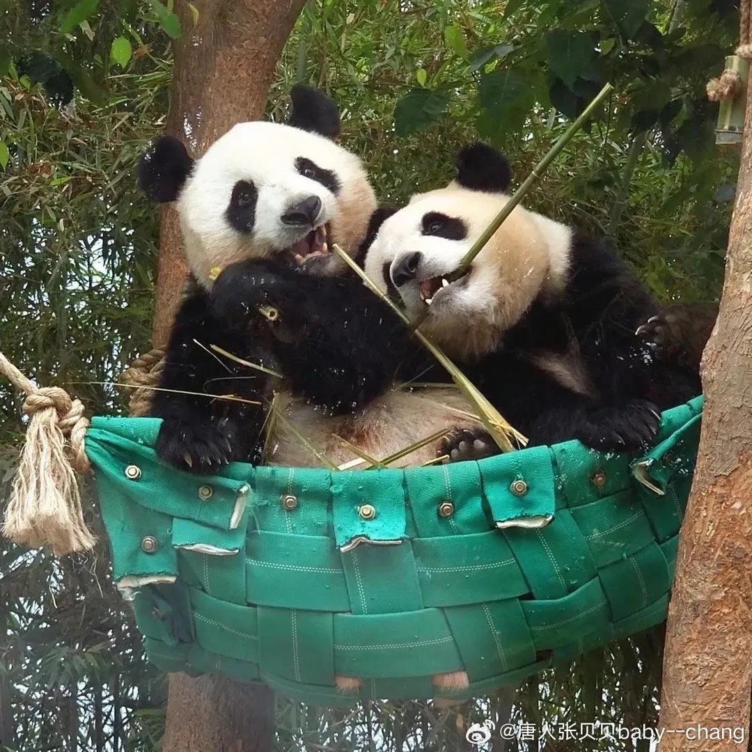 熊猫的母性有多强，那些在幸福和痛苦双重煎熬下的熊猫妈妈们