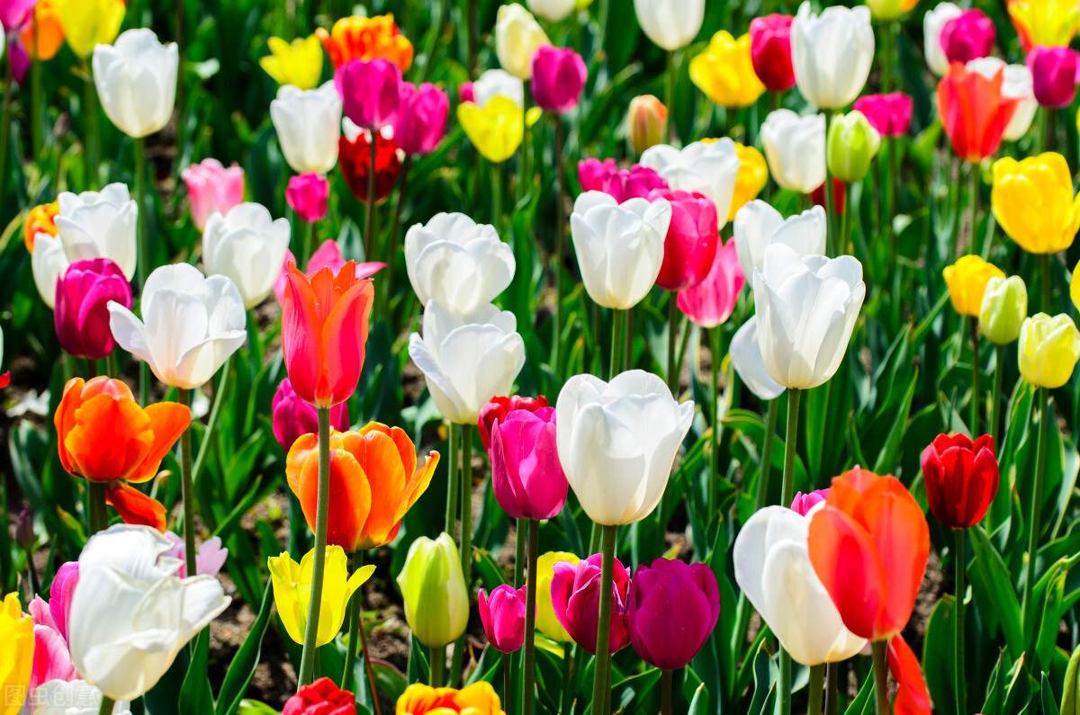 花灰霉怎样防治,灰霉病叶片病害图片