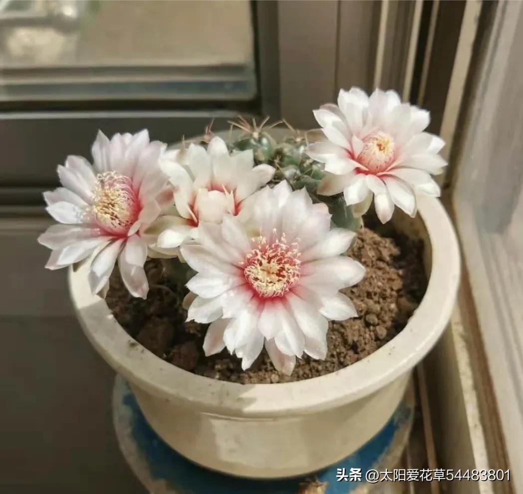 最好养的十种花种秋冬季,常年开花又好养的花盆栽推荐