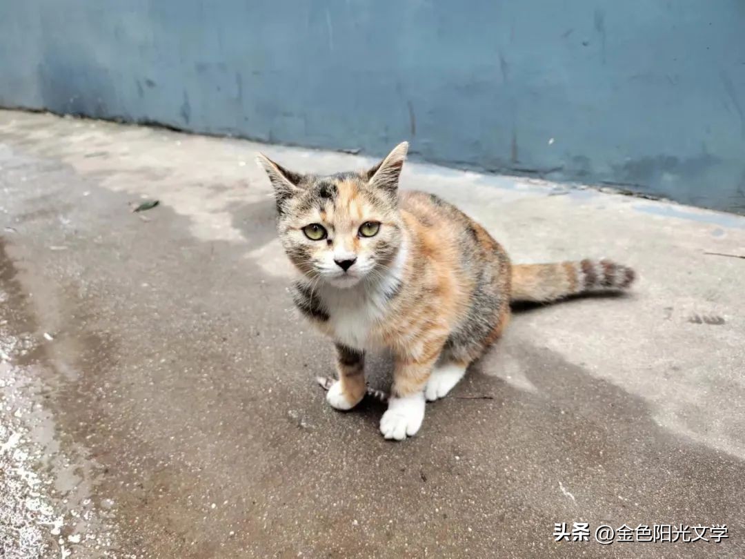 可爱的小仓鼠可爱的小熊,可爱的小仓鼠和小乌龟