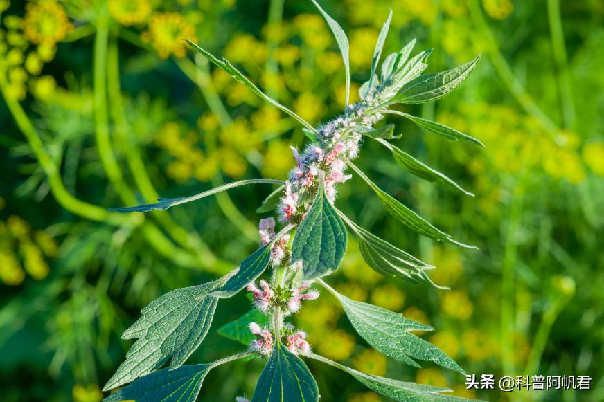 我们都知道月经不调，喝益母草，那么为什么益母草对月经有奇效？