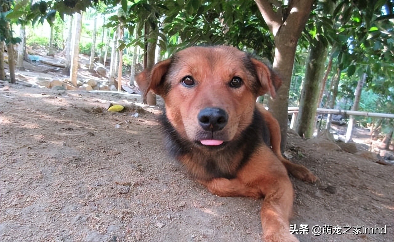 土狗不吃饭只想吃肉,土狗不吃东西一直咬泥巴